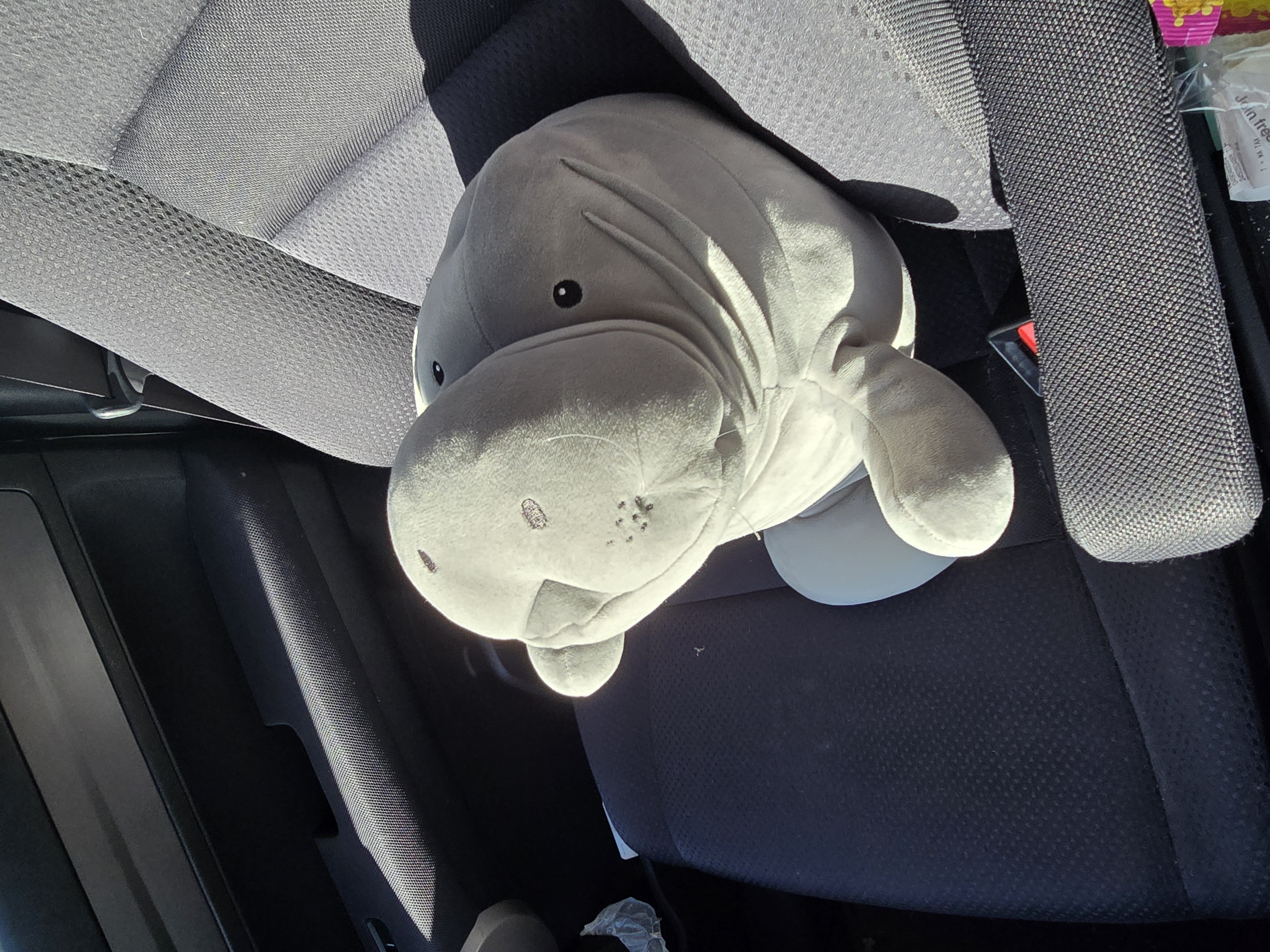 Larry the Manatee - Photo 7